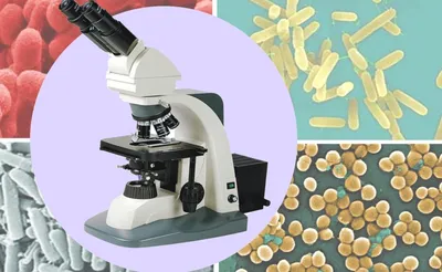 Умный микроскоп Attivio в кейсе купить по цене 4219 ₽ в интернет-магазине  Детский мир