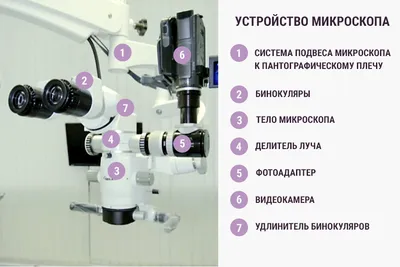 Микроскоп Микромед 10536, Биологический, 800 крат купить по выгодной цене в  интернет-магазине OZON (395762738)