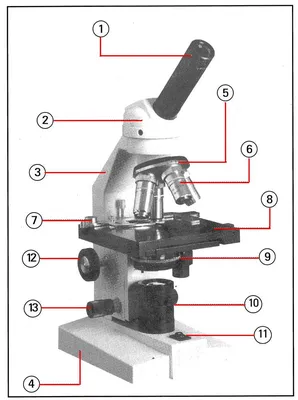 Строение микроскопа. Схема, описание, параметры микроскопов - OpticalMarket