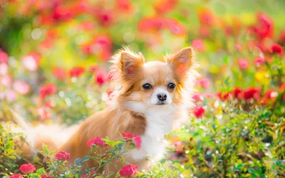 Пекинес - «Самые милые собачки в мире!» | отзывы
