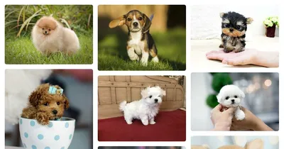 Селфи собака смешные и милые животные | Cute dogs, Cute baby cats, Cute  little puppies