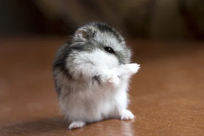 Хомяк 🐹 милый» — создано в Шедевруме