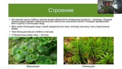 Моссариум \"Сад мхов\" - Florariumplants