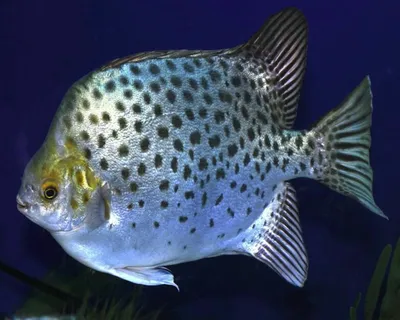 Морские рыбы, векторные иллюстрации Stock Illustration | Adobe Stock