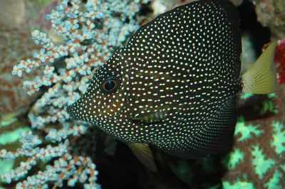 милые морские животные животные рыба PNG , Изолированные, или, подводный  PNG картинки и пнг рисунок для бесплатной загрузки