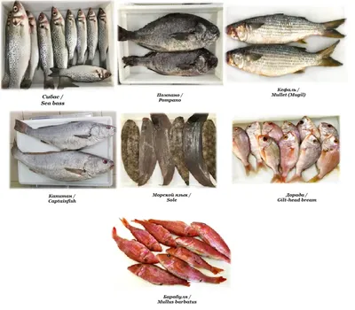 Продам: морская рыба из Мавритании в Мавритании