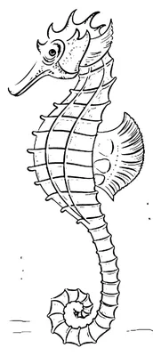 Морской конек с акварельным пятном. Рисунок морского конька в контурном  стиле, выполненный черными чернилами на изолированном фоне. Линейное  изображение подводного животного. Эскиз морской флоры и фауны для значка  или логотипа - Ozero -