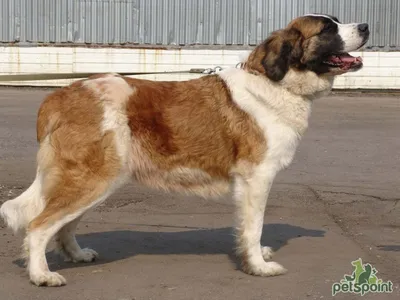 SOBAKI.PRO | Породы собак | Московская сторожевая | Фото 50602