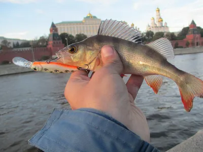 Москва-река: наперегонки с электробусами и метро - «Московская гильдия»