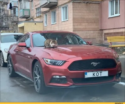 Обои на телефон ford, mustang, черный - скачать бесплатно в высоком  качестве из категории \"Машины\"