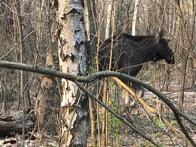 Мутанты Чернобыля напали на сталкеров Ночь в заброшенном селе в Чернобыле  Зона Отчуждения - YouTube