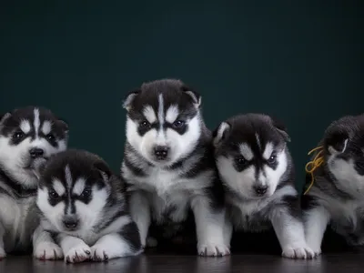 Animal Husky HD Wallpaper