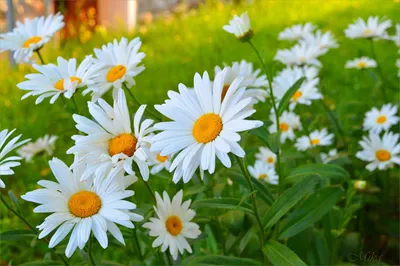 Обои Ромашки, 4k, HD, поле, Daisies, 4k, HD wallpaper, Field, Природа #4710