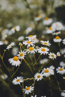 Обои Ромашки, 5k, 4k, цветы, весна, Daisies, 5k, 4k wallpaper, flowers,  spring, Природа #5507