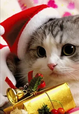 Christmas kitten Apple iPhone 5s hd wallpapers available for free download.  | Красивые кошки, Котята, Домашние птицы