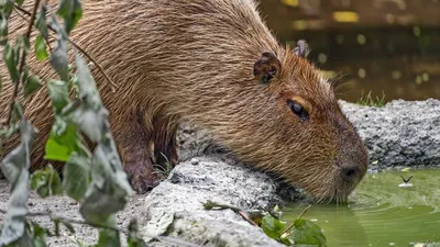 Обои капибара, животное, камни, вода, листья картинки на рабочий стол, фото  скачать бесплатно