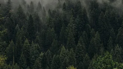 Обои деревья, зеленый, туман, лес, пелена, вид сверху картинки на рабочий  стол, фото скачать бесплатно
