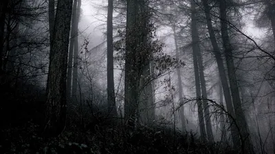 Обои лес, туман, деревья, ветки, черный, серый, мрачный картинки на рабочий  стол, фото скачать бесплатно