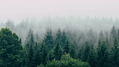 Обои лес, туман, вид сверху, деревья, небо картинки на рабочий стол, фото  скачать бесплатно