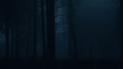 Обои лес, туман, темный, деревья, мрак картинки на рабочий стол, фото  скачать бесплатно