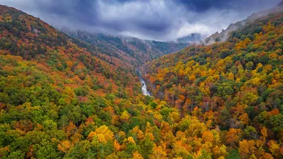 Обои лес, деревья, осень, река, пейзаж, природа картинки на рабочий стол,  фото скачать бесплатно
