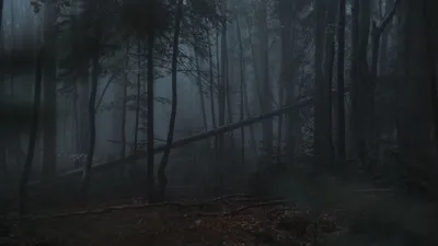 Обои лес, туман, деревья, мрачный, темный картинки на рабочий стол, фото  скачать бесплатно