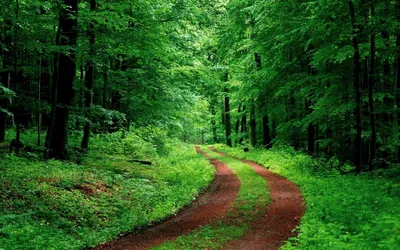 Зеленый лес обои на рабочий стол - 69 фото