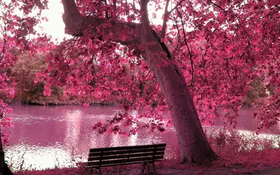 Обои на рабочий стол Деревья, покрытые розовыми листьями, растущие на  берегу водоема и стоящей рядом со стволом дерева скамейкой для отдыха, обои  для рабочего стола, скачать обои, обои бесплатно