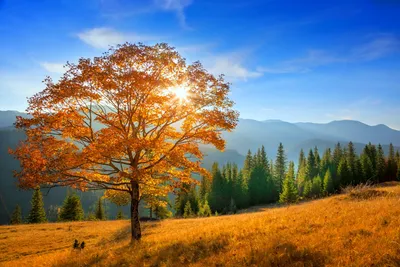 Обои на рабочий стол: Деревья, Осень, Гора, Лес, Дерево, Земля/природа -  скачать картинку на ПК бесплатно № 398114