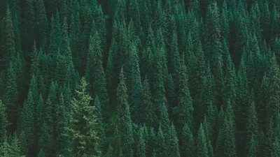 Обои деревья, лес, зеленый, вид сверху картинки на рабочий стол, фото  скачать бесплатно