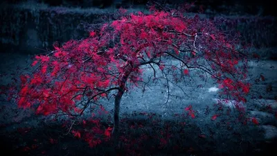 обои на рабочий стол, дерево с красными листьями, дерево с красной листвой  арт, рабочий стол 1680 1050 розовое дерево, фон для рабочего стола, осень  багрянец туман, Свадебное агентство Москва