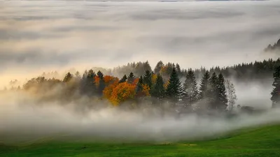 Обои деревья, лес, туман, трава, природа картинки на рабочий стол, фото  скачать бесплатно | Туман, Природа, Фото дерево