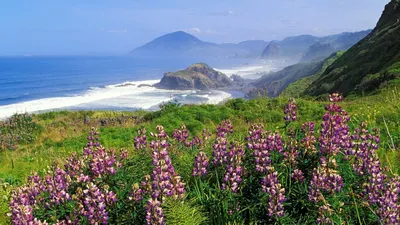Скачать 1920x1080 горы, берег, море, волны, цветы, зелень обои, картинки