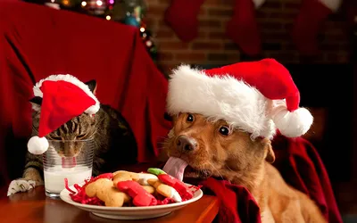 Картинки Кошки Собаки Новый год Новогодний ужин в шапке животное
