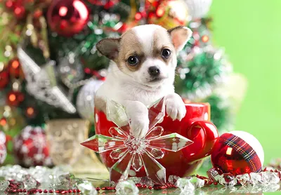 Обои для рабочего стола Чихуахуа собака Рождество Шарики кружке