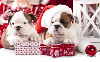 Собаки в колпаках с подарками, качественные новогодние обои для рабочего  стола, картинки, фото 1920x1200