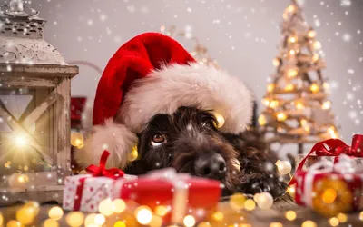 Обои Животные Собаки, обои для рабочего стола, фотографии животные, собаки,  мило, пол, праздник, спят, коробки, подарки, рождество, новый, год, самоед,  пара, двое, щенки, два, белые Обои для рабочего стола, скачать обои картинки