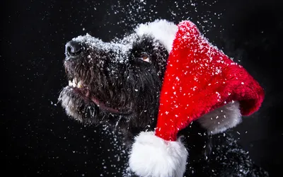 Фотография Собаки Новый год Шапки снеге морды Животные на 3840x2400