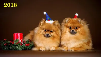 Обои на рабочий стол Вельш-корги лежит на дороге возле подарков и  новогодней елки, обои для рабочего стола, скачать обои, обои бесплатно