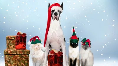 Обои собаки, кошки, новый год, праздничные, костюмы картинки на рабочий стол,  фото скачать бесплатно