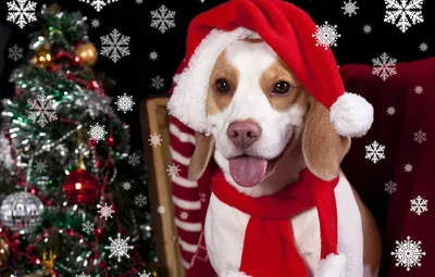 два померанских щенка смотрят в камеру в зимнем свете, фото собаки на новый  год, новый поверпойнт, собака фон картинки и Фото для бесплатной загрузки