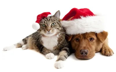 Обои для рабочего стола кошка собака Новый год две шапка 3840x2400