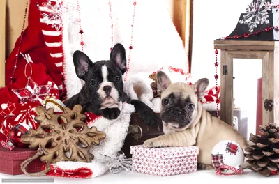 Ёлочная новогодняя игрушка - собака такса зеркальная - купить необычный  сибирский сувенир в подарок на Новый год
