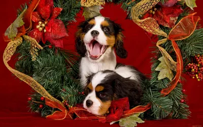 Обои Животные Собаки, обои для рабочего стола, фотографии животные, собаки,  праздник, язык, рождество, щенки, новый, год, красный, еловые, ветки,  мишура, украшения, пасть, пара, двое, позолота Обои для рабочего стола,  скачать обои картинки