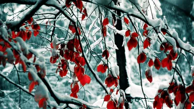 Обои осень, деревья, зима, листва картинки на рабочий стол, фото скачать  бесплатно