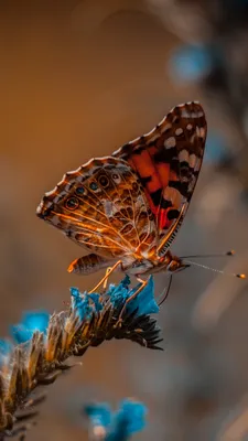 Обои с бабочками | Butterfly wallpaper iphone, Bling wallpaper, Butterfly  wallpaper