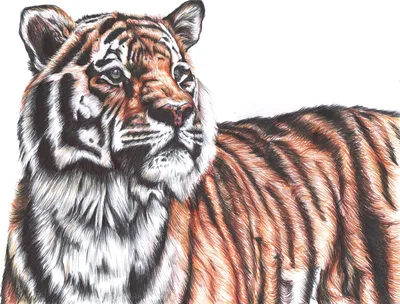 тигр #арт #рисунок #art #tiger | Художественные постеры, Рисунки животных,  Иллюстрации арт