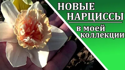 Букет из нарциссов и эвкалипта - 9 шт. за 5 790 руб. | Бесплатная доставка  цветов по Москве