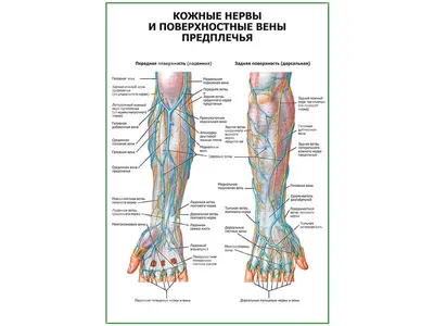 МРТ периферических нервов, Сделать МРТ периферических нервов