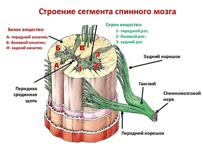 Купить смешные высокие белые носки с надписью «Нервы»